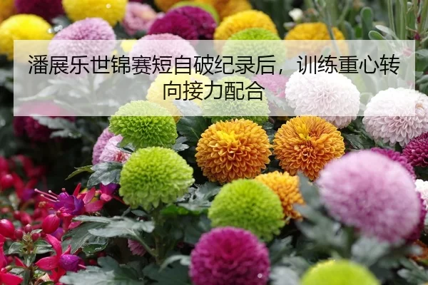 潘展乐世锦赛短自破纪录后，训练重心转向接力配合